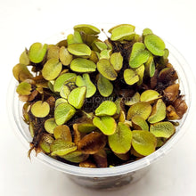 Load image into Gallery viewer, Salvinia Minima 4oz Portion-Aquatic Plants-Glass Grown-Glass Grown Aquatics-Aquarium live fish plants, decor