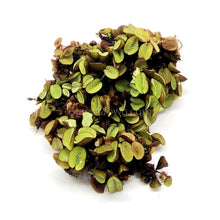 Load image into Gallery viewer, Salvinia Minima 4oz Portion-Aquatic Plants-Glass Grown-Glass Grown Aquatics-Aquarium live fish plants, decor