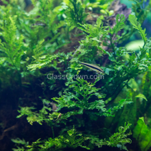 Load image into Gallery viewer, Potted Mini Bolbitis Heteroclita-Aquatic Plants-Glass Grown Aquatics-Glass Grown Aquatics-Aquarium live fish plants, decor