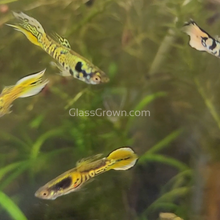 Load image into Gallery viewer, Mystery Endlers 6 Pack-Live Animals-Glass Grown-School of 6-Glass Grown Aquatics-Aquarium live fish plants, decor