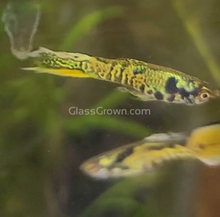 Load image into Gallery viewer, Mystery Endlers 6 Pack-Live Animals-Glass Grown-School of 6-Glass Grown Aquatics-Aquarium live fish plants, decor