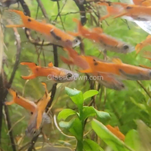 Load image into Gallery viewer, Mystery Endlers 6 Pack-Live Animals-Glass Grown-School of 6-Glass Grown Aquatics-Aquarium live fish plants, decor