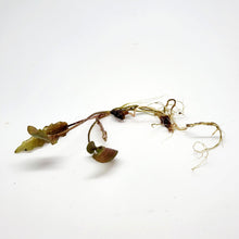 Load image into Gallery viewer, Cryptocoryne ' Mi Oya'-Aquatic Plants-Glass Grown-Glass Grown Aquatics-Aquarium live fish plants, decor