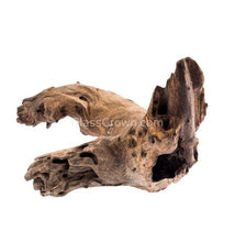 Load image into Gallery viewer, Mopane Congo Driftwood Medium (10-15")-Fish Supplies-Glass Grown-Glass Grown Aquatics-Aquarium live fish plants, decor