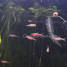Load image into Gallery viewer, Spotted Rasboras 6 Pack-Live Animals-Glass Grown Aquatics-School of 6-Glass Grown Aquatics-Aquarium live fish plants, decor