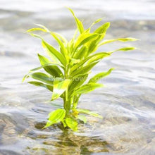 Load image into Gallery viewer, Striped Lucky Bamboo 2" Pot-Aquatic Plants-Glass Grown-Glass Grown Aquatics-Aquarium live fish plants, decor