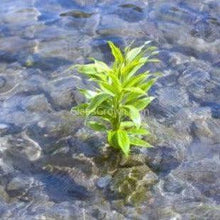 Load image into Gallery viewer, Striped Lucky Bamboo 2" Pot-Aquatic Plants-Glass Grown-Glass Grown Aquatics-Aquarium live fish plants, decor