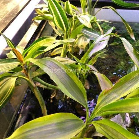 variegated lucky bamboo plant Striped Lucky Bamboo 2" Pot – Glass Grown Aquatics