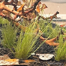 Load image into Gallery viewer, Sunkist Orange Dwarf Shrimp 10+ Pack-Live Animals-Glass Grown-10x-Glass Grown Aquatics-Aquarium live fish plants, decor