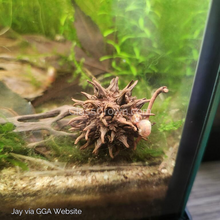 Load image into Gallery viewer, 1 CENT SAMPLE Sweet Gum Pods 3 Pack-Aquarium Decor-Glass Grown Aquatics-Glass Grown Aquatics-Aquarium live fish plants, decor