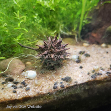 Load image into Gallery viewer, 1 CENT SAMPLE Sweet Gum Pods 3 Pack-Aquarium Decor-Glass Grown Aquatics-Glass Grown Aquatics-Aquarium live fish plants, decor