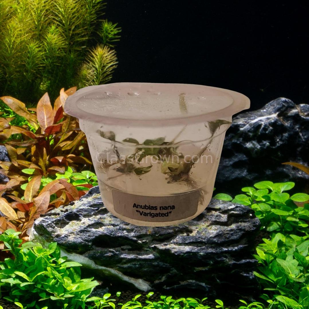 Anubias Nana Variegated Tissue Culture – Pest-Free