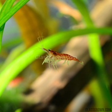 Load image into Gallery viewer, Red Cherry Dwarf Shrimp 10+ Pack-Live Animals-Glass Grown-10x-Glass Grown Aquatics-Aquarium live fish plants, decor