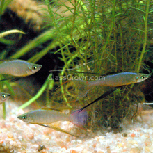 Load image into Gallery viewer, Threadfin Rainbowfish 3 Pack-Live Animals-Glass Grown Aquatics-School of 3-Glass Grown Aquatics-Aquarium live fish plants, decor