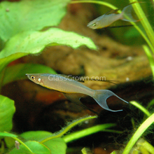 Load image into Gallery viewer, Threadfin Rainbowfish 3 Pack-Live Animals-Glass Grown Aquatics-School of 3-Glass Grown Aquatics-Aquarium live fish plants, decor