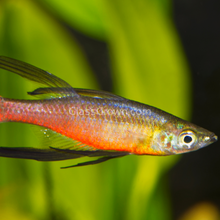 Load image into Gallery viewer, Threadfin Rainbowfish 3 Pack-Live Animals-Glass Grown Aquatics-School of 3-Glass Grown Aquatics-Aquarium live fish plants, decor