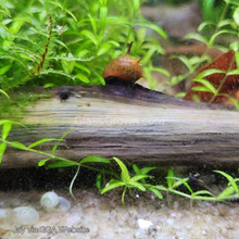 Load image into Gallery viewer, Three-Color Horned Nerite Snail 3 Pack-Live Animals-Glass Grown-Pack of Three Snails-Glass Grown Aquatics-Aquarium live fish plants, decor