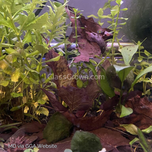 Load image into Gallery viewer, Three-Color Horned Nerite Snail 3 Pack-Live Animals-Glass Grown-Pack of Three Snails-Glass Grown Aquatics-Aquarium live fish plants, decor