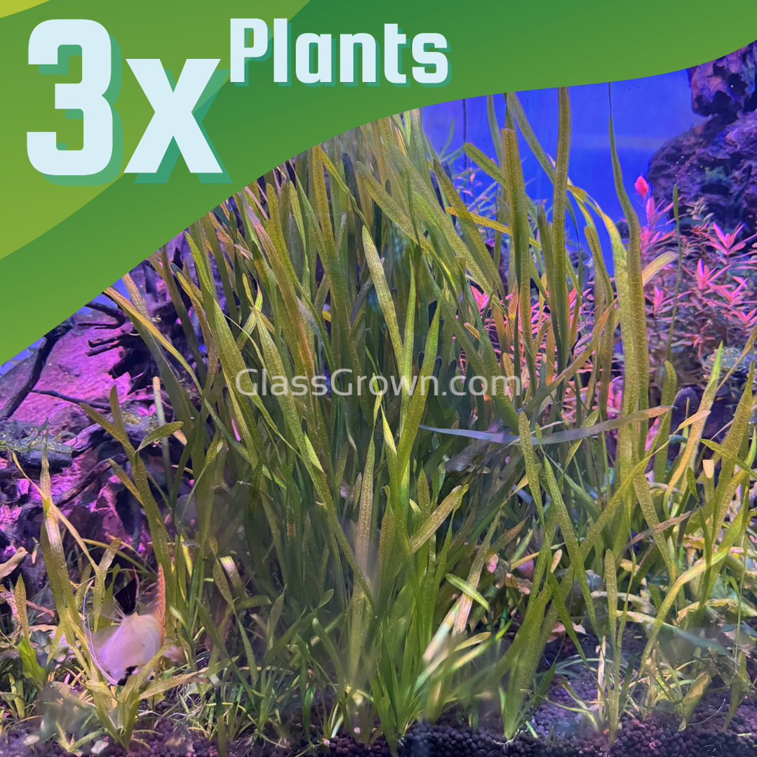 True Sagittaria Subulata 3x Plants – Glass Grown Aquatics