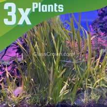 Load image into Gallery viewer, True Sagittaria Subulata 3x Plants-Aquatic Plants-Glass Grown-Glass Grown Aquatics-Aquarium live fish plants, decor