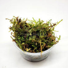 Load image into Gallery viewer, Christmas Moss 2oz Portion-Aquatic Plants-Glass Grown-One 2 oz Cup-Glass Grown Aquatics-Aquarium live fish plants, decor