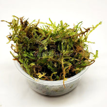 Load image into Gallery viewer, Christmas Moss 2oz Portion-Aquatic Plants-Glass Grown-One 2 oz Cup-Glass Grown Aquatics-Aquarium live fish plants, decor