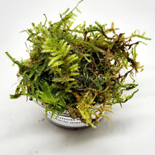 Load image into Gallery viewer, Christmas Moss 2oz Portion-Aquatic Plants-Glass Grown-One 2 oz Cup-Glass Grown Aquatics-Aquarium live fish plants, decor