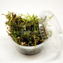 Load image into Gallery viewer, 1 CENT SAMPLE Mystery Moss-Aquatic Plants-Glass Grown Aquatics-Glass Grown Aquatics-Aquarium live fish plants, decor