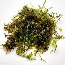 Load image into Gallery viewer, Christmas Moss 2oz Portion-Aquatic Plants-Glass Grown-One 2 oz Cup-Glass Grown Aquatics-Aquarium live fish plants, decor