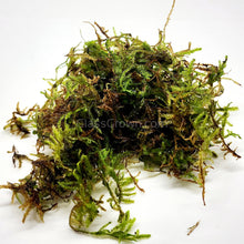 Load image into Gallery viewer, Christmas Moss 2oz Portion-Aquatic Plants-Glass Grown-One 2 oz Cup-Glass Grown Aquatics-Aquarium live fish plants, decor