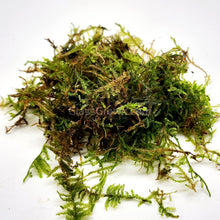 Load image into Gallery viewer, Christmas Moss 2oz Portion-Aquatic Plants-Glass Grown-One 2 oz Cup-Glass Grown Aquatics-Aquarium live fish plants, decor