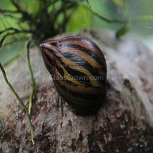 Load image into Gallery viewer, Zebra Nerite Snails 3 Pack NYE-Live Animals-Glass Grown-1 Snail-Glass Grown Aquatics-Aquarium live fish plants, decor