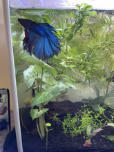 Load image into Gallery viewer, 1 CENT SAMPLE 'White Butterfly' Arrowhead Plant-Indoor & Outdoor Plants-Glass Grown-Glass Grown Aquatics-Aquarium live fish plants, decor