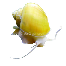 Load image into Gallery viewer, Golden Mystery Snail-Live Animals-Glass Grown-Single Snail-Glass Grown Aquatics-Aquarium live fish plants, decor