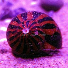 Load image into Gallery viewer, Zebra Nerite Snails 3 Pack NYE-Live Animals-Glass Grown-1 Snail-Glass Grown Aquatics-Aquarium live fish plants, decor