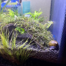 Load image into Gallery viewer, Zebra Nerite Snails 3x Pack-Live Animals-Glass Grown-Pack of 3 Snails-Glass Grown Aquatics-Aquarium live fish plants, decor
