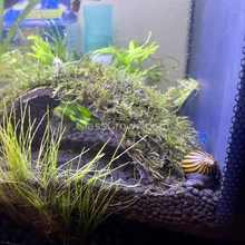 Load image into Gallery viewer, Zebra Nerite Snails 3 Pack NYE-Live Animals-Glass Grown-1 Snail-Glass Grown Aquatics-Aquarium live fish plants, decor