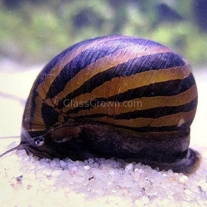 Zebra Nerite Snails 3x Pack-Live Animals-Glass Grown-Pack of 3 Snails-Glass Grown Aquatics-Aquarium live fish plants, decor