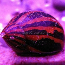 Load image into Gallery viewer, Zebra Nerite Snails 3 Pack NYE-Live Animals-Glass Grown-1 Snail-Glass Grown Aquatics-Aquarium live fish plants, decor