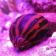Load image into Gallery viewer, Zebra Nerite Snails 3 Pack NYE-Live Animals-Glass Grown-1 Snail-Glass Grown Aquatics-Aquarium live fish plants, decor