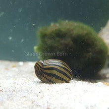 Load image into Gallery viewer, Zebra Nerite Snails 3 Pack NYE-Live Animals-Glass Grown-1 Snail-Glass Grown Aquatics-Aquarium live fish plants, decor