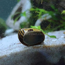 Load image into Gallery viewer, Zebra Nerite Snails 3 Pack NYE-Live Animals-Glass Grown-1 Snail-Glass Grown Aquatics-Aquarium live fish plants, decor