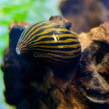 Load image into Gallery viewer, 1 CENT SAMPLE 3x Mystery Nerite Snails-Live Animals-Glass Grown Aquatics-Glass Grown Aquatics-Aquarium live fish plants, decor