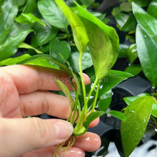 Load image into Gallery viewer, Grower's Choice Anubias (3 Plants)-Aquatic Plants-Glass Grown Aquatics-Glass Grown Aquatics-Aquarium live fish plants, decor