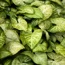 Load image into Gallery viewer, Assorted Arrowhead 2" (3 Pots)-Indoor & Outdoor Plants-Glass Grown-Single 2" Pot-Glass Grown Aquatics-Aquarium live fish plants, decor