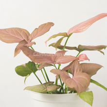 Load image into Gallery viewer, Assorted Arrowhead 2" (3 Pots)-Indoor & Outdoor Plants-Glass Grown-Single 2" Pot-Glass Grown Aquatics-Aquarium live fish plants, decor