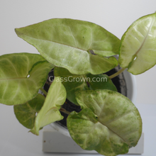 Load image into Gallery viewer, Assorted Arrowhead 2" (3 Pots)-Indoor & Outdoor Plants-Glass Grown-Single 2" Pot-Glass Grown Aquatics-Aquarium live fish plants, decor