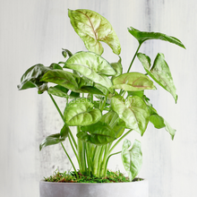 Load image into Gallery viewer, Assorted Arrowhead 2" (3 Pots)-Indoor & Outdoor Plants-Glass Grown-Single 2" Pot-Glass Grown Aquatics-Aquarium live fish plants, decor