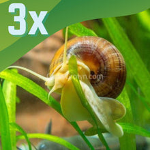Load image into Gallery viewer, Albino Mystery Snail-Live Animals-Glass Grown-Pack of Three Snails-Glass Grown Aquatics-Aquarium live fish plants, decor