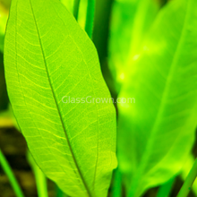 Load image into Gallery viewer, Mystery Sword-Aquatic Plants-Glass Grown Aquatics-Single-Glass Grown Aquatics-Aquarium live fish plants, decor
